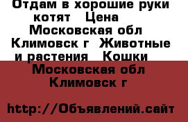 Отдам в хорошие руки котят › Цена ­ 1 - Московская обл., Климовск г. Животные и растения » Кошки   . Московская обл.,Климовск г.